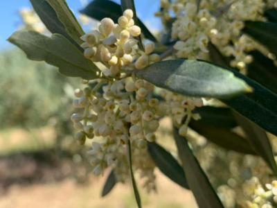 Une floraison abondante suffit-elle à garantir une bonne récolte ? 